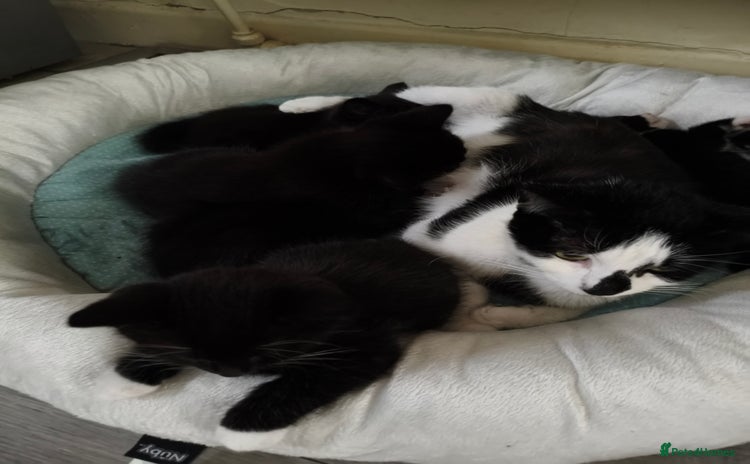 Domestic Shorthair cats - Advert 5