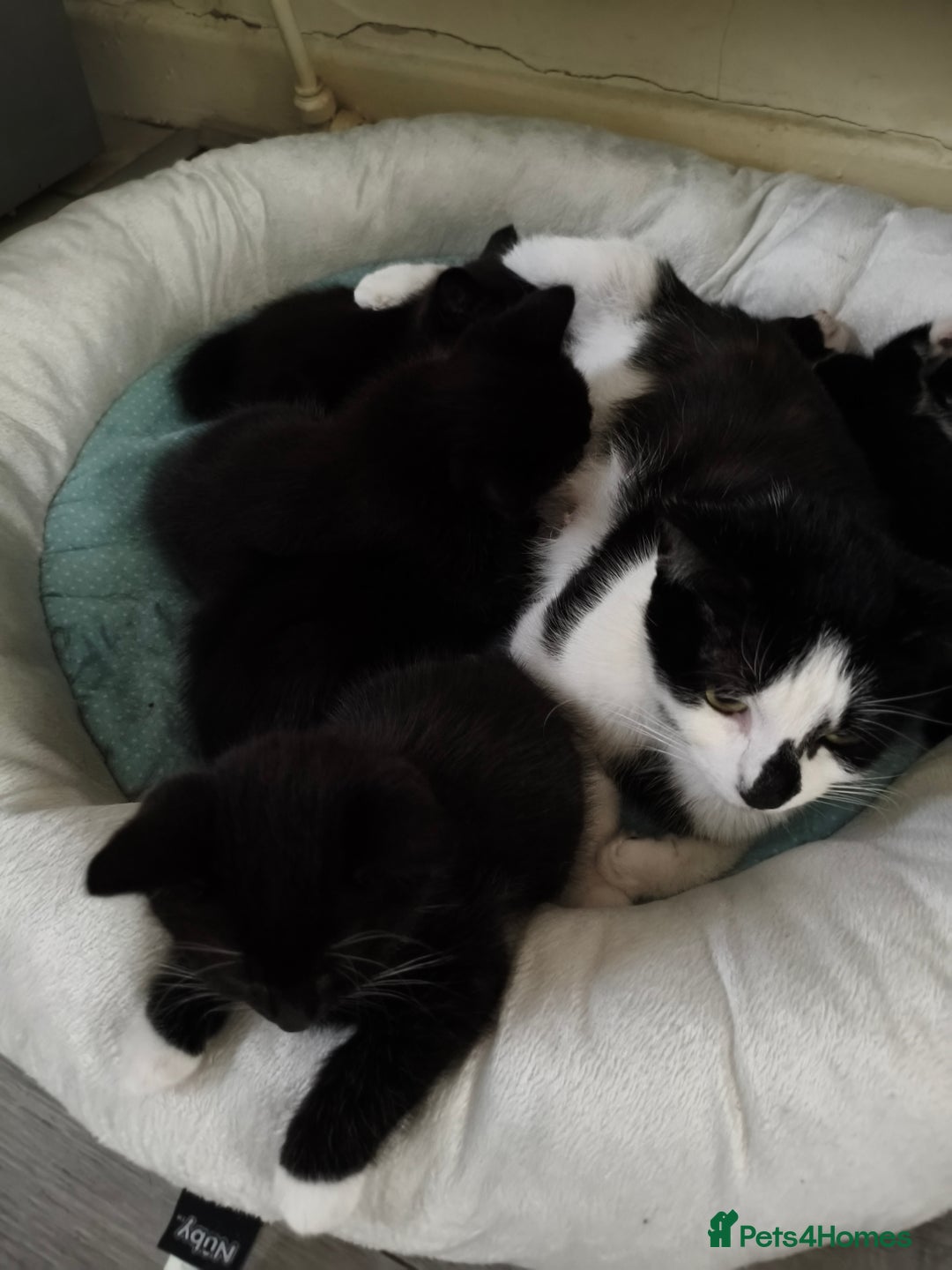 Domestic Shorthair cats for sale: I'm giving away kittens.  - Image 1