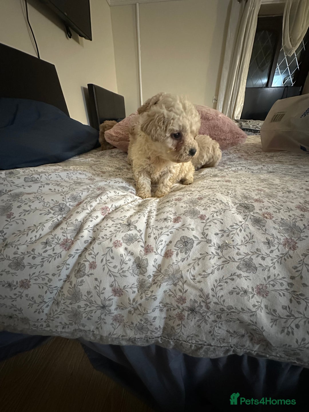 Poochon dogs for sale: Poochon puppies ready now  - Advert 26