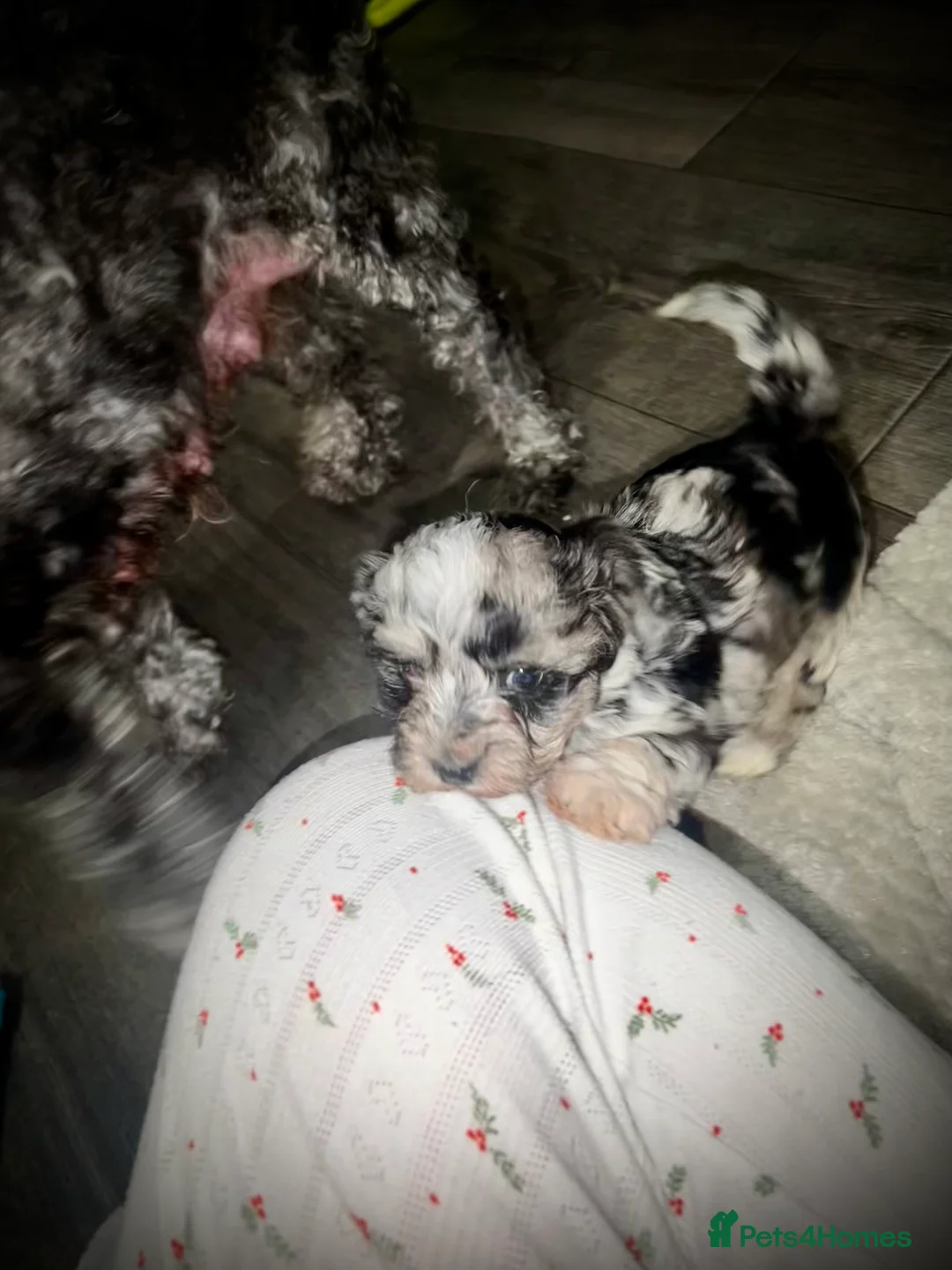 Maltipoo dogs for sale: STILL AVAILABLE!!! Stunning F1 Maltipoos  - Advert 22