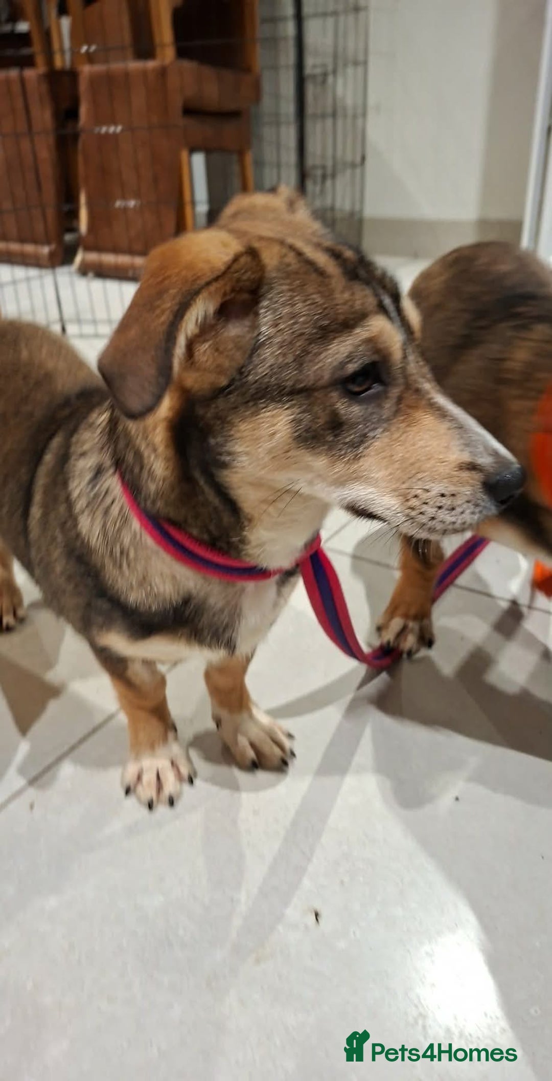 Mixed Breed dogs for adoption: Tallulah - North Walsham Norfolk  - Advert 8