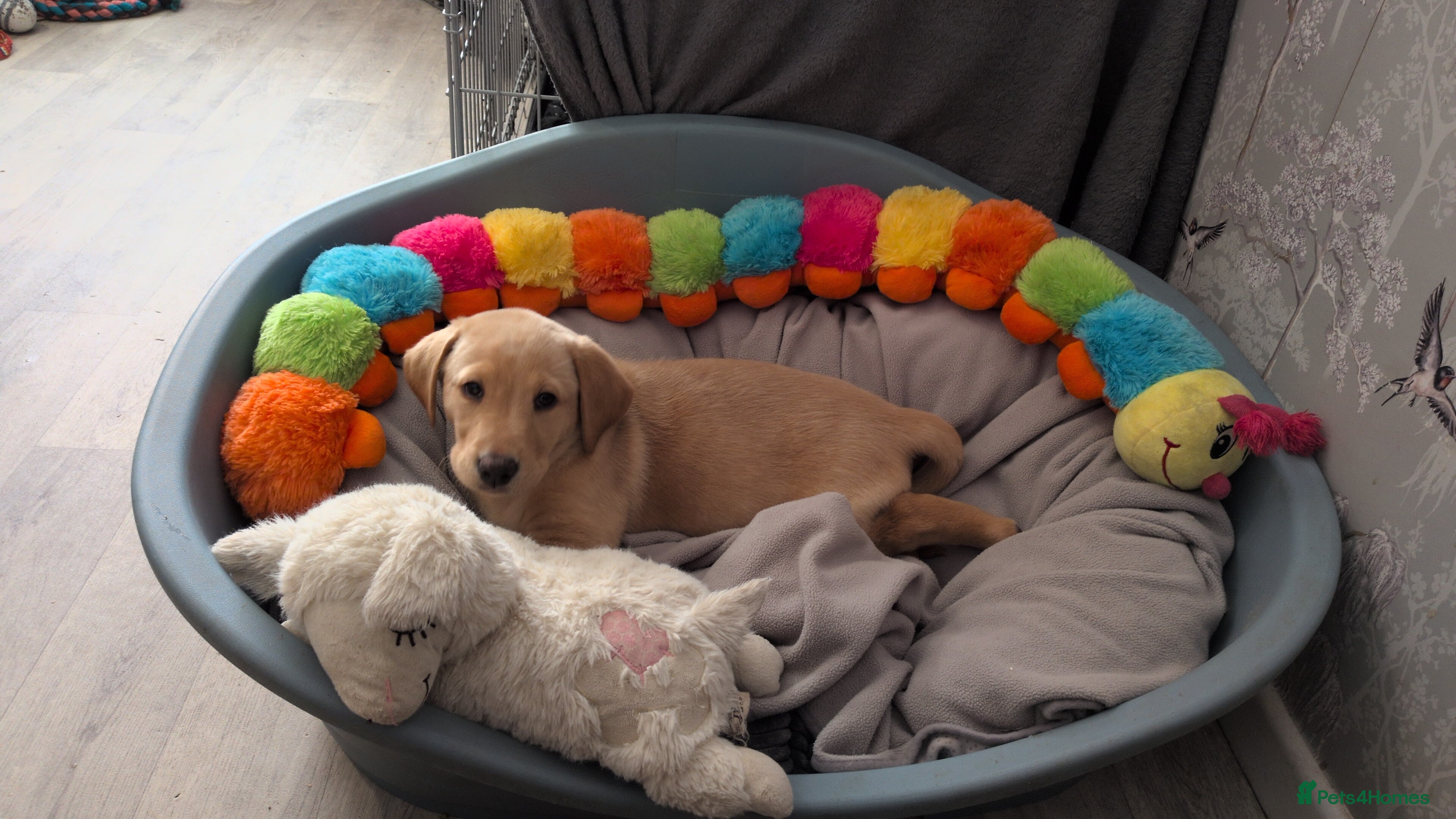 Labrador Retriever dogs KC Black,Yellow, Red Labrador FTCH in lineage - Advert 1