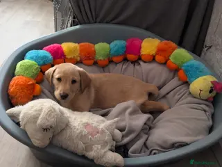 Labrador Retriever dogs KC Black,Yellow, Red Labrador FTCH in lineage - Advert 1