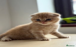Scottish Fold cats for sale: Adorable 2 Scottish Fold and 1 Scottish straight  - Image 3