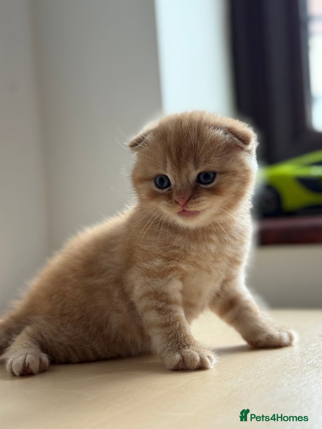 Scottish Fold cats for sale: Adorable 2 Scottish Fold and 1 Scottish straight  - Image 3