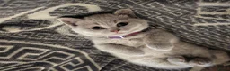 British Shorthair cats for sale: Lilac British shorthair champion GCCF Registered  - Advert 5