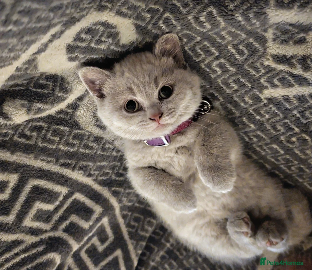 British Shorthair cats for sale: Lilac British shorthair champion GCCF Registered  - Advert 5
