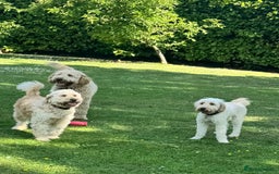 Mini Goldendoodle dogs for sale: Miniature Goldendoodle Puppies – Therapy Dog Mum - Image 11
