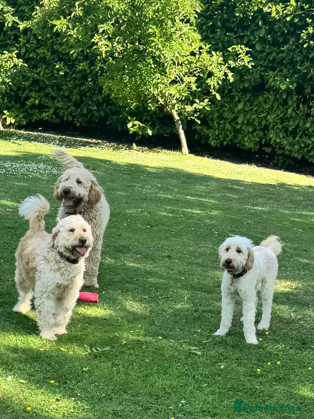 Mini Goldendoodle dogs for sale: Miniature Goldendoodle Puppies – Therapy Dog Mum - Image 11
