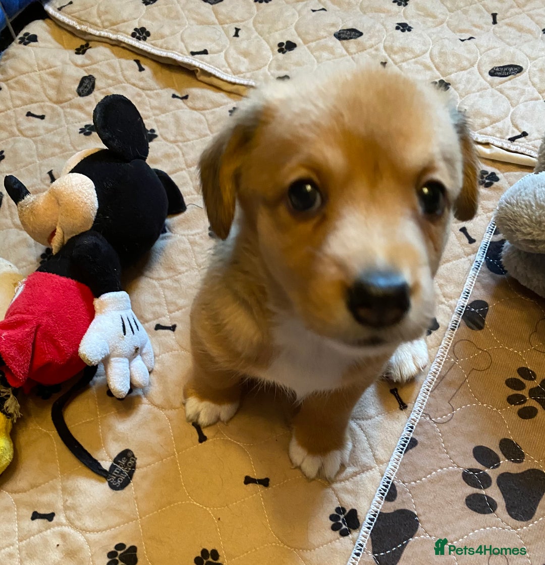 Welsh Corgi Cardigan dogs for sale: Welsh Cardigan Corgis by 5 ⭐️ Licensed Breeder - Advert 4