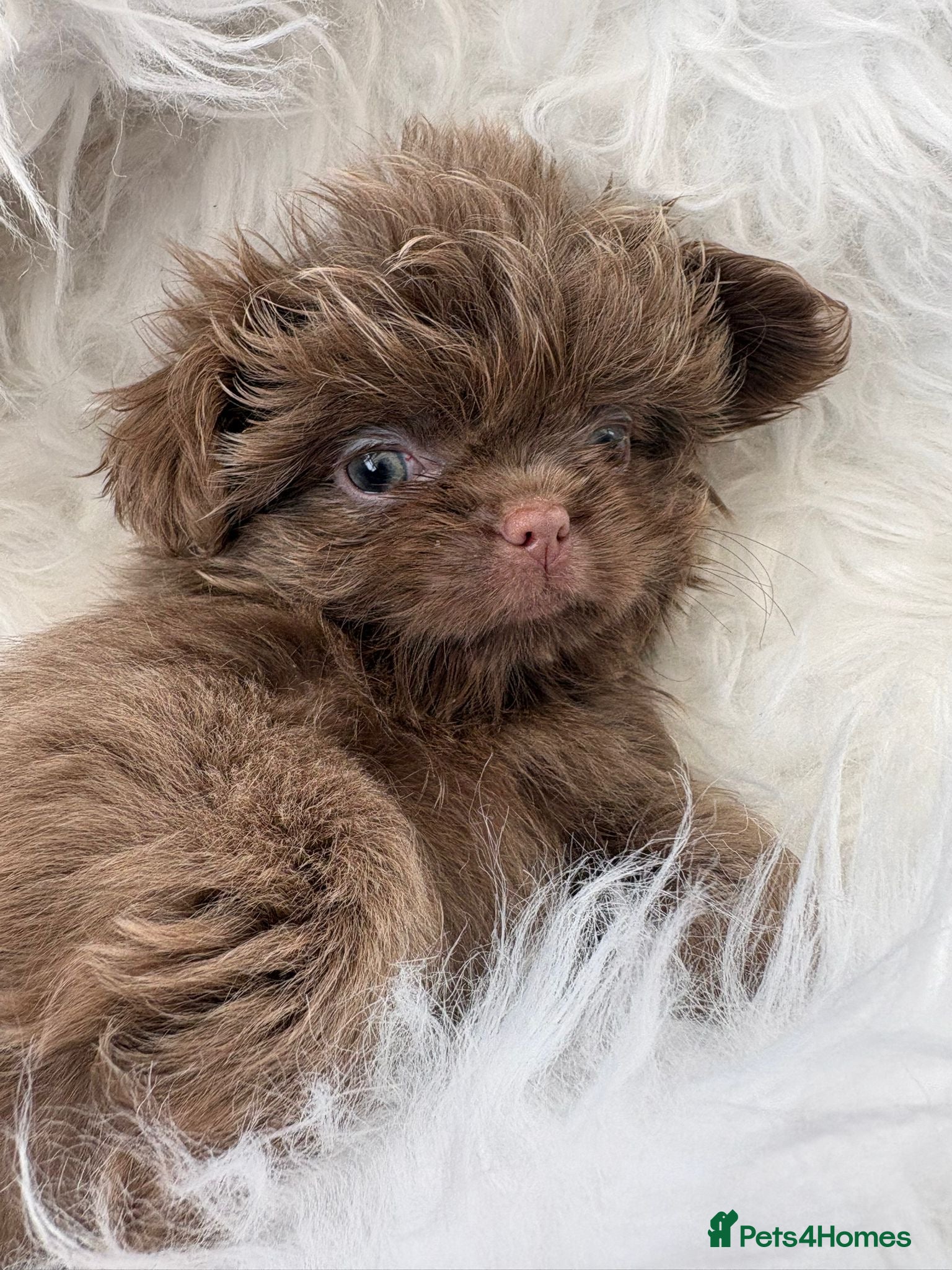 Shih Tzu dogs Ready HEALTH TESTED KC Female 💜 - Advert 2