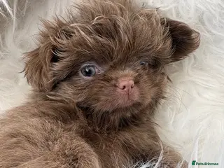 Shih Tzu dogs Ready HEALTH TESTED KC Female 💜 - Advert 3