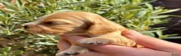 Cocker Spaniel dogs for sale: Show cocker spaniels  - Advert 18