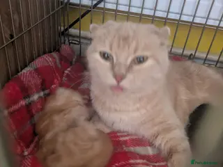 Scottish Fold cats Scottish folds - Advert 4