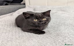Scottish Fold cats for sale: Beautiful kittens are looking for a new home🥰✨ - Image 3