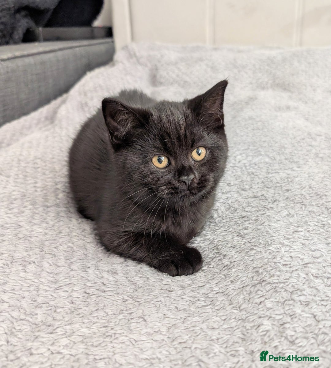Scottish Fold cats for sale: Beautiful kittens are looking for a new home🥰✨ - Image 3