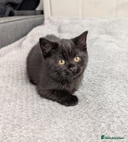 Scottish Fold cats - Advert 3