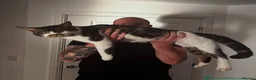 Mixed Breed cats for sale: Mixed Main Coon kittens  - Advert 12