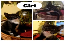 Mixed Breed cats for sale: Beautiful 6 mixed-breed kittens!  - Image 2