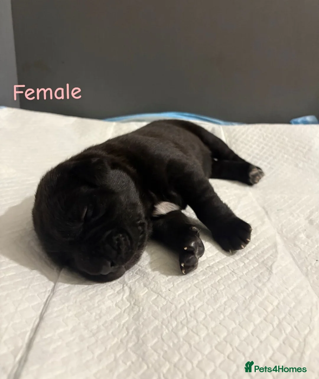 Mixed Breed dogs for sale: Stunning litter of 7 Presa Canario X Bandog - Advert 29