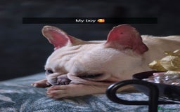 French Bulldog dogs for sale: Male french bulldog - Image 2