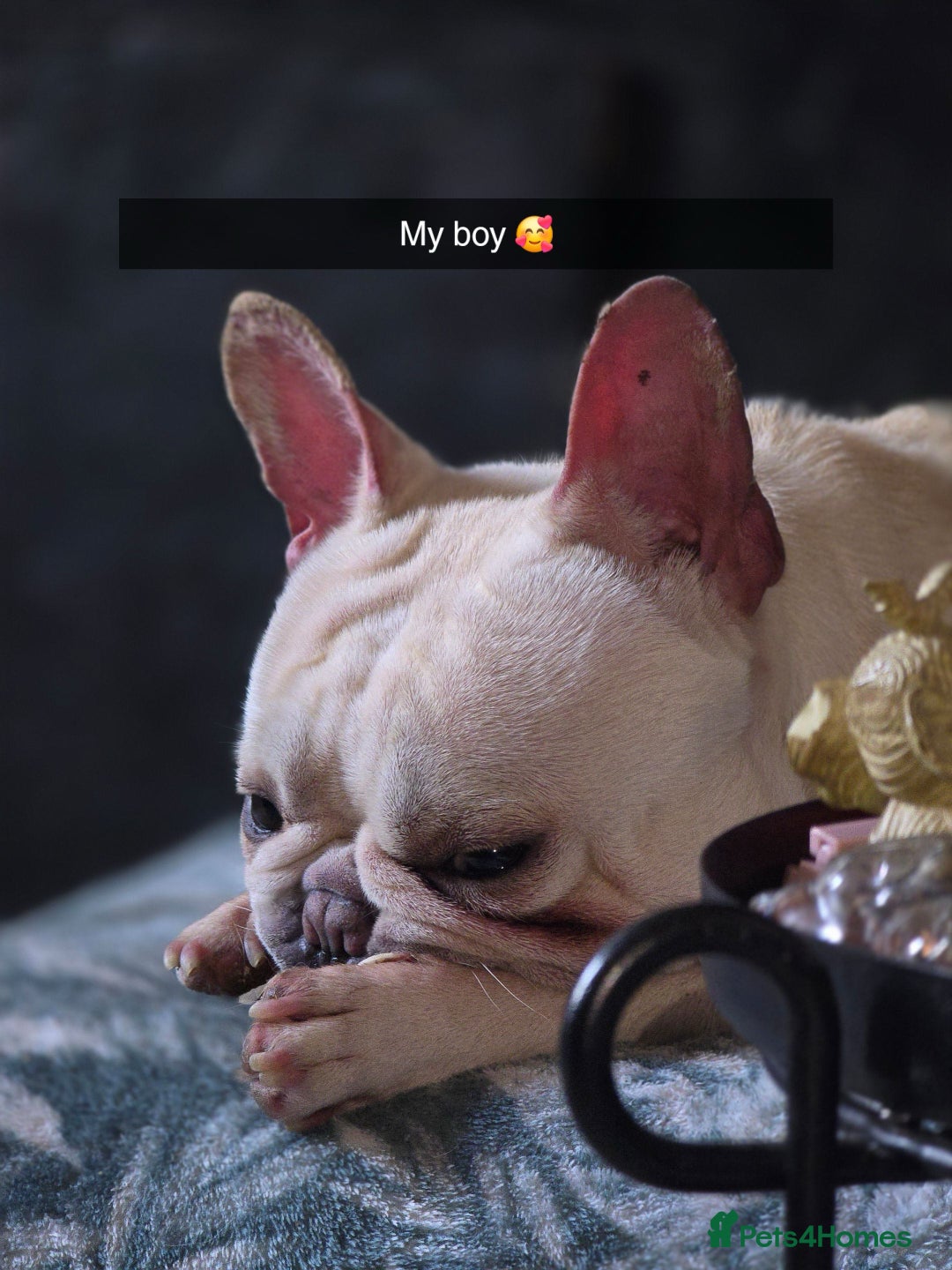 French Bulldog dogs for sale: Male french bulldog - Image 2