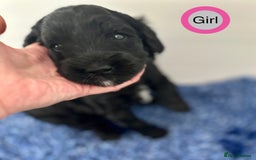 Goldendoodle dogs for sale: Standard Golden Sheepadoodle puppies - Image 4