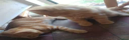 Mixed Breed cats for sale: Four Female Ginger kittens  - Advert 8