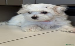 Maltese dogs for sale: 5 Generation KC registered Maltese - Image 1