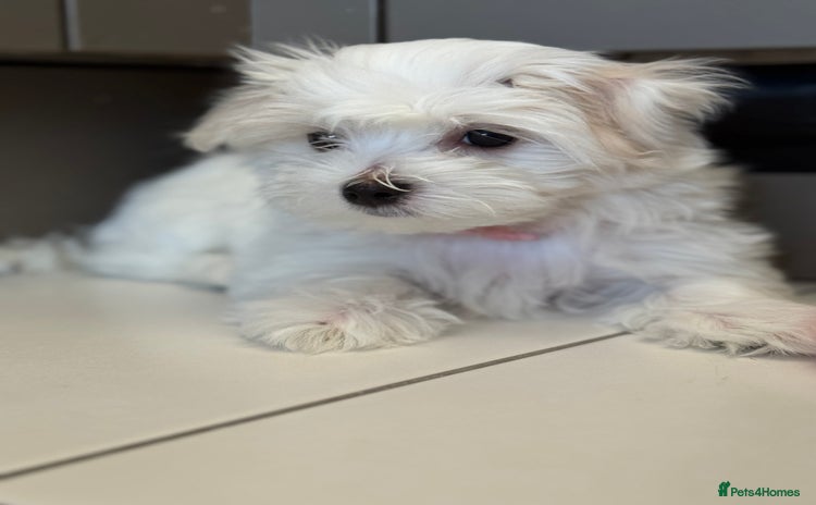 Maltese dogs - Advert 1