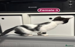 Bengal cats for sale: Gorgeous Bengal X Kittens!! - Image 30