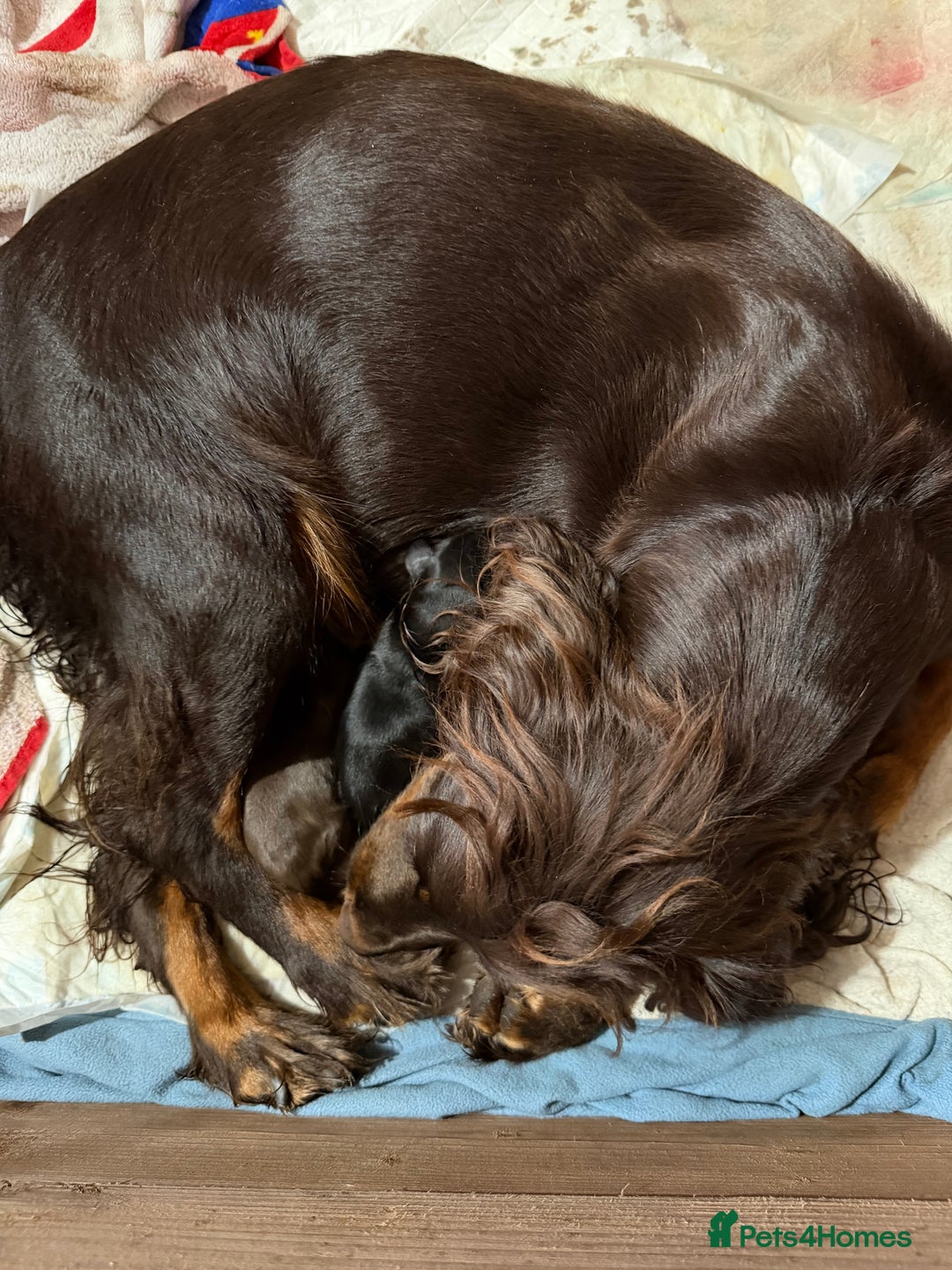 Cocker Spaniel dogs for sale: KC registered Working Cocker Spaniel  - Advert 3