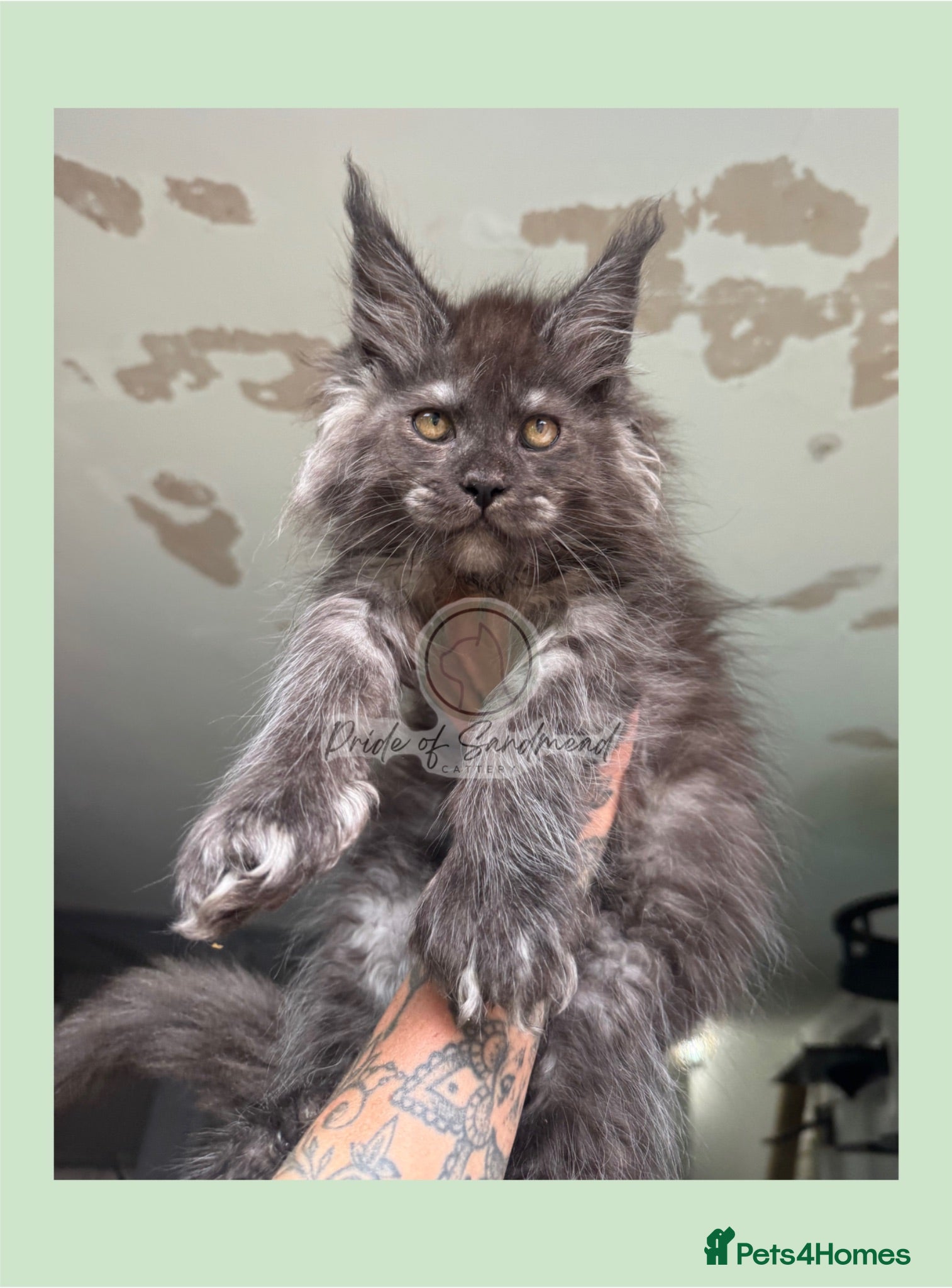 Maine Coon cats Russian Import Health Tested Loved Kittens - Advert 14