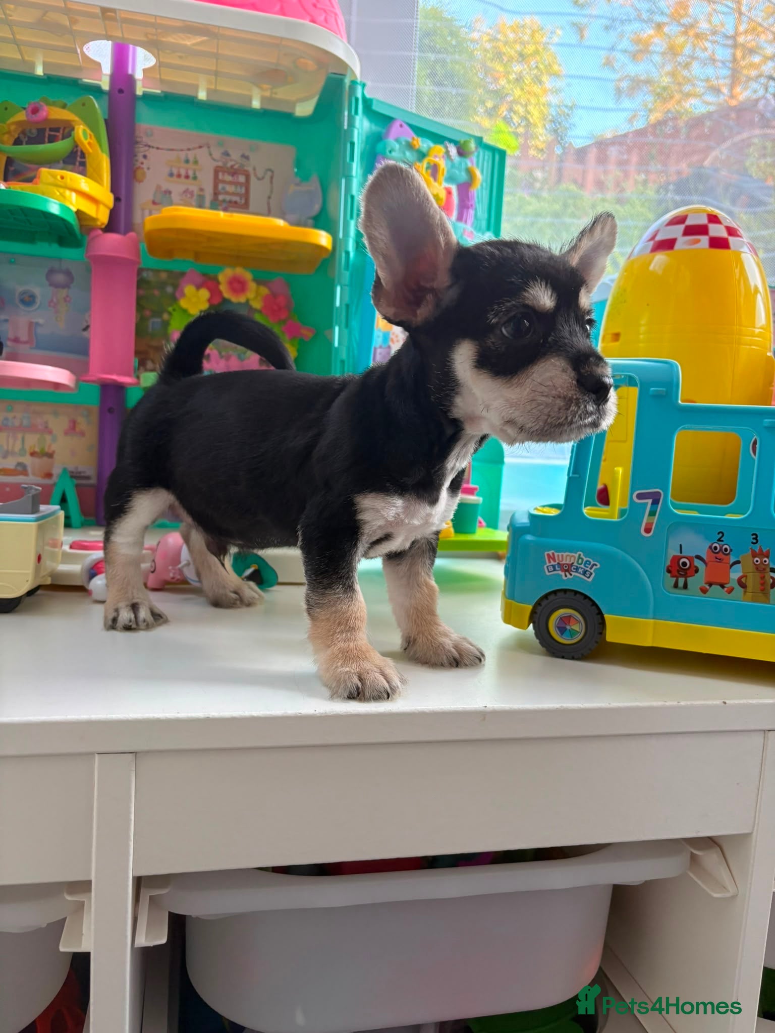Mixed Breed dogs French bulldog / Chihuahua  - Advert 2