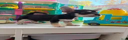 Mixed Breed dogs for sale: French bulldog / Chihuahua  - Advert 2