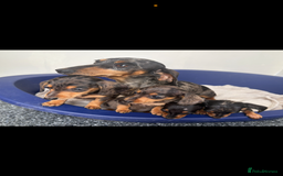 Miniature Dachshund dogs for sale: Dachshund puppies  - Image 5