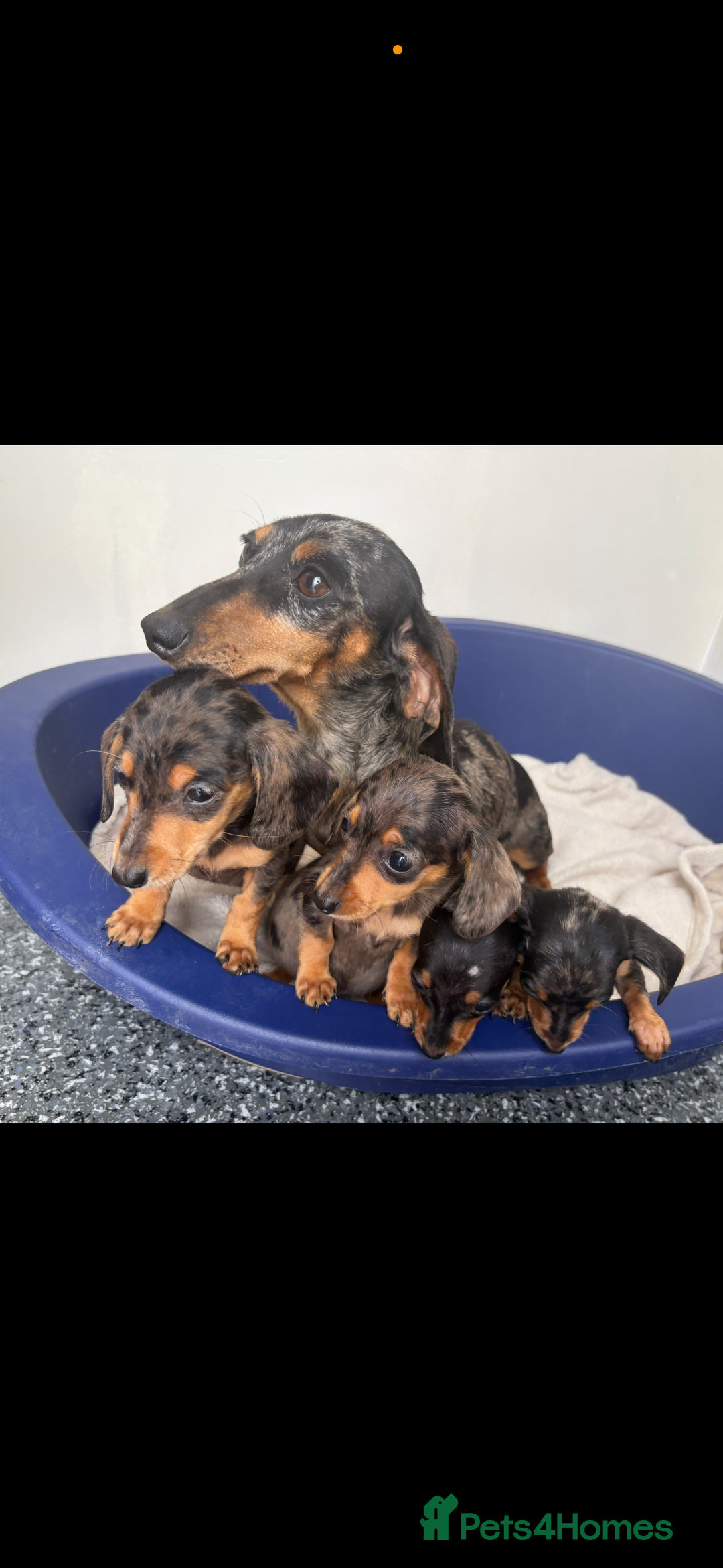 Miniature Dachshund dogs for sale: Dachshund puppies  - Image 5