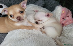 Chihuahua dogs for sale: Male chihuahua  - Image 6