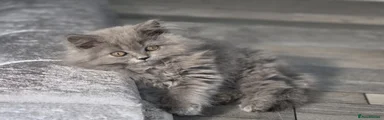 British Shorthair 2