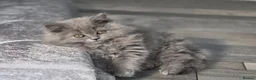 British Shorthair cats for sale: British shorthair  - Advert 3