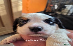 Cockalier dogs for sale: working cocker spaniel  - Image 11