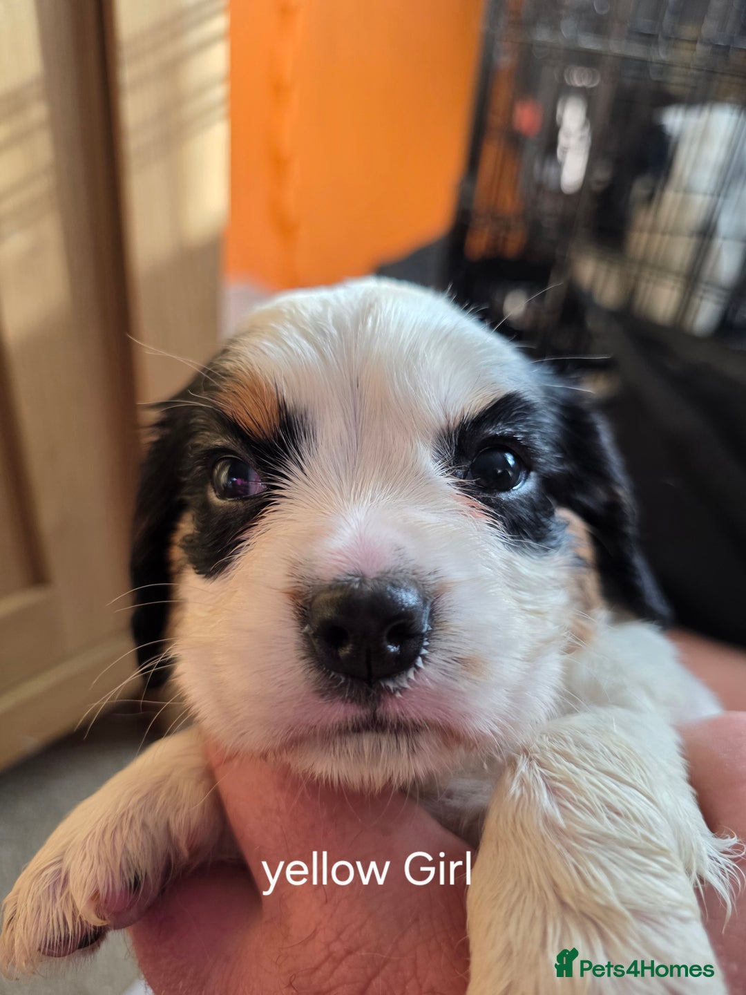 Cockalier dogs for sale: working cocker spaniel  - Image 11