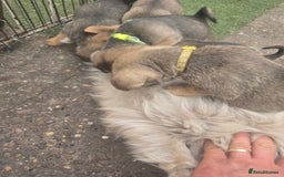 Mixed Breed dogs for sale: mixed breed 4 boys and 2 girls - Image 30