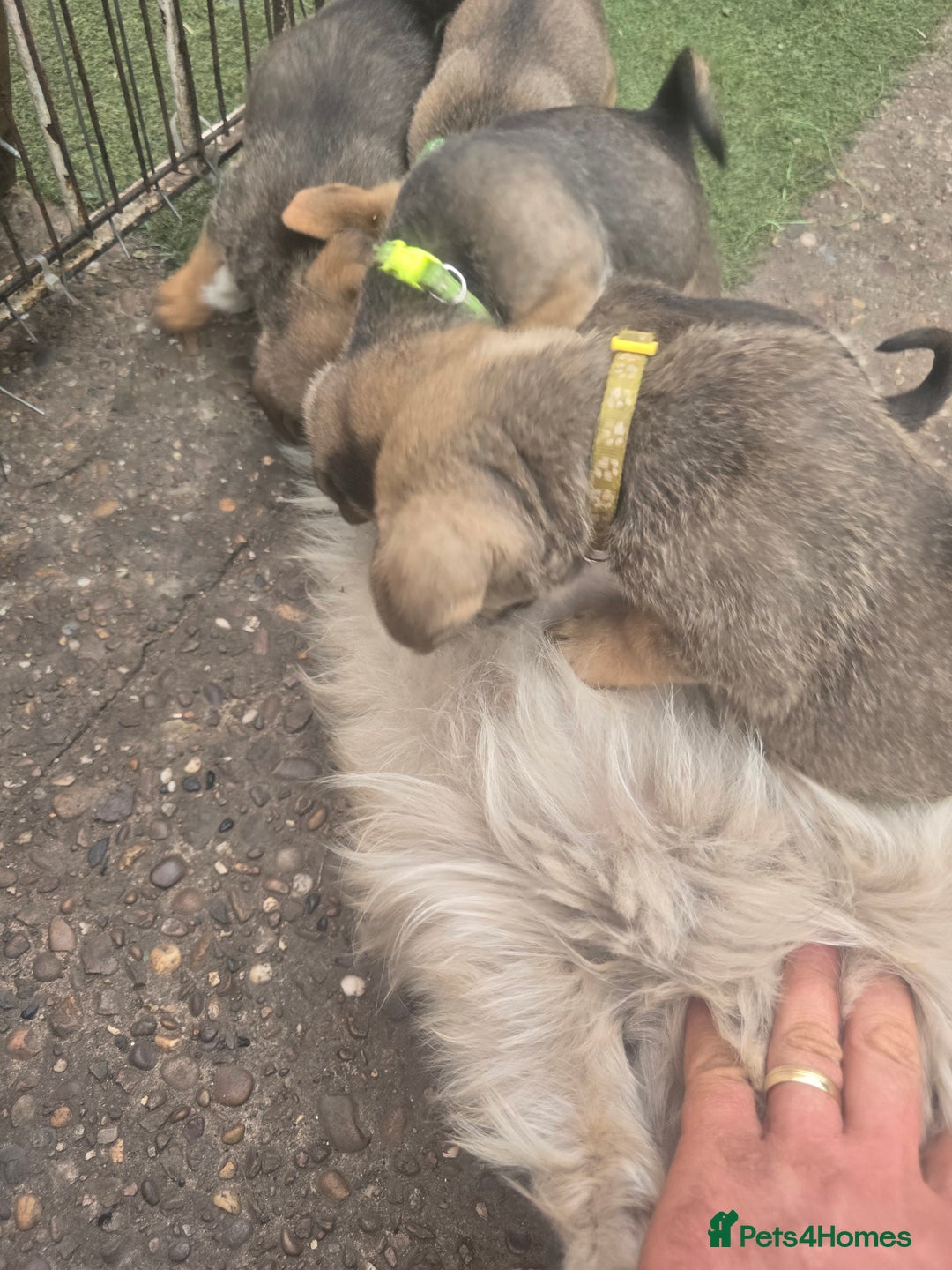 Mixed Breed dogs for sale: mixed breed 4 boys and 2 girls - Image 30