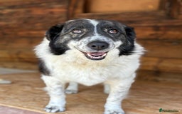 Mixed Breed dogs for adoption: Yedda has waited so long for a home! - Image 5