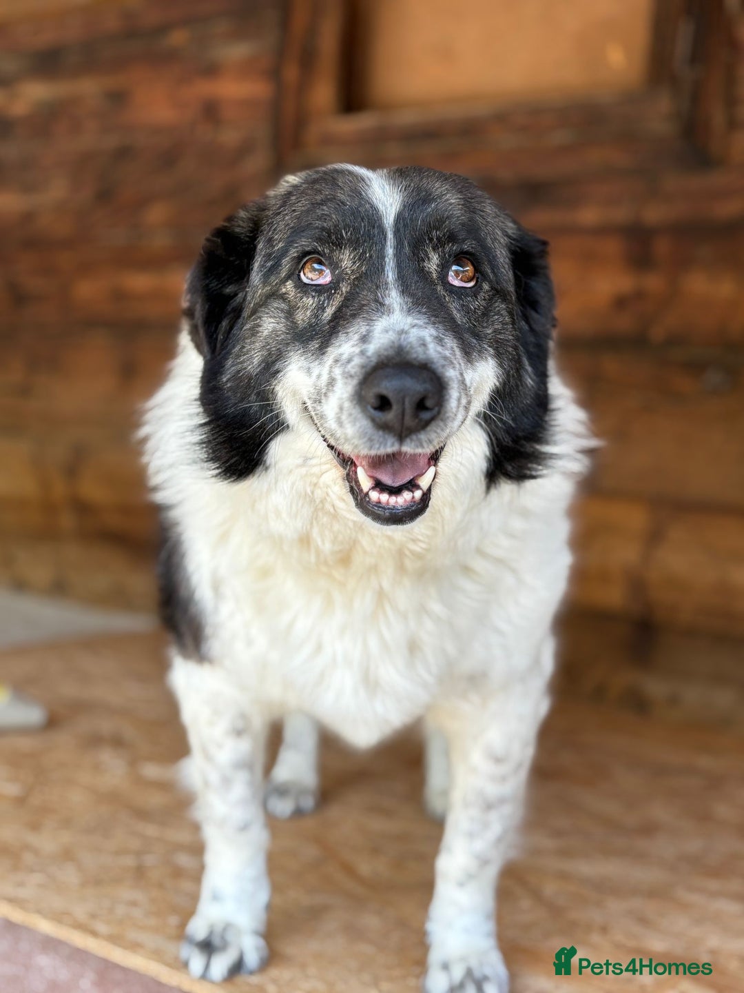 Mixed Breed dogs for adoption: Yedda has waited so long for a home! - Image 5