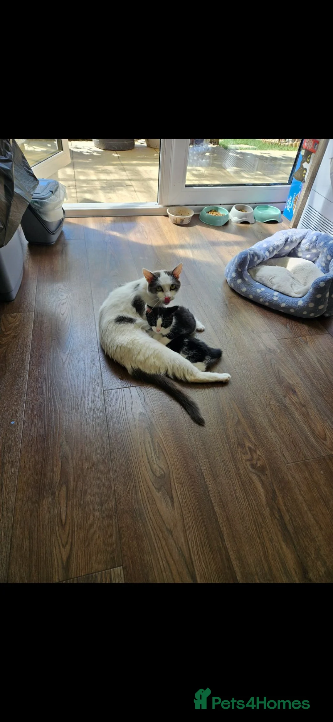 Mixed Breed cats for sale: Kitten for sale  - Advert 11