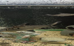 Other/Mixed Breed fish for sale: 5ft fish tank with fish - Image 10