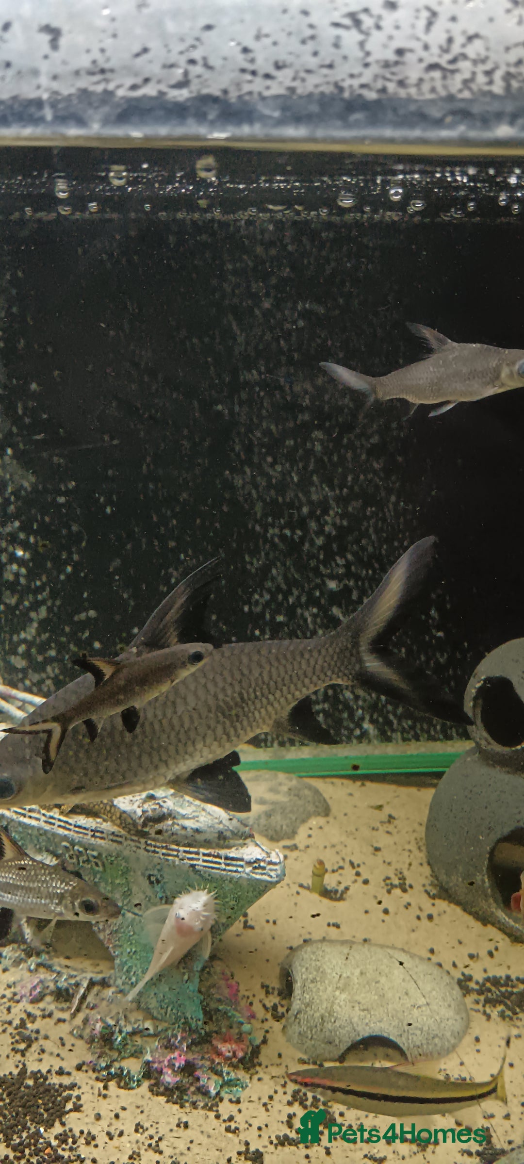 Other/Mixed Breed fish for sale: 5ft fish tank with fish - Image 10
