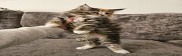 Maine Coon cats for sale: Mainecoon × Siberian  - Advert 11